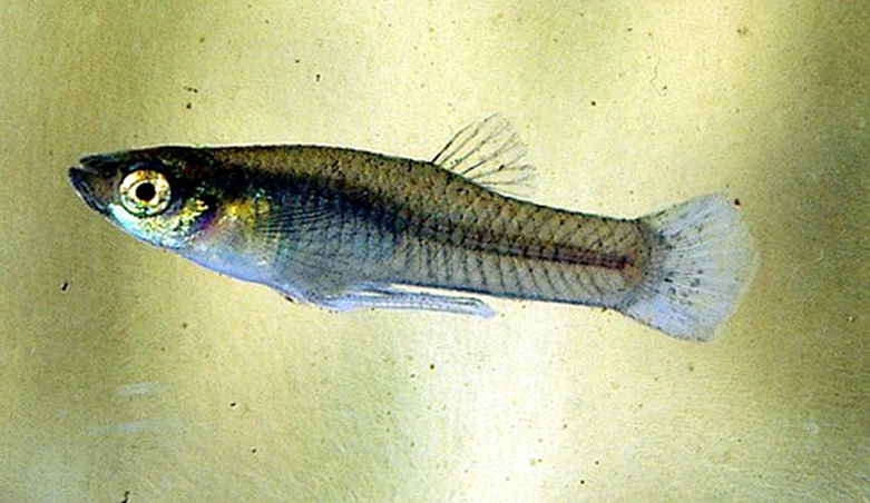 GAMBUSIA
