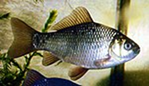 CARPÍN