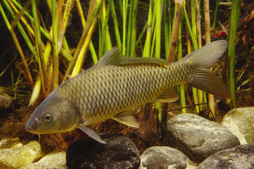 CARPA